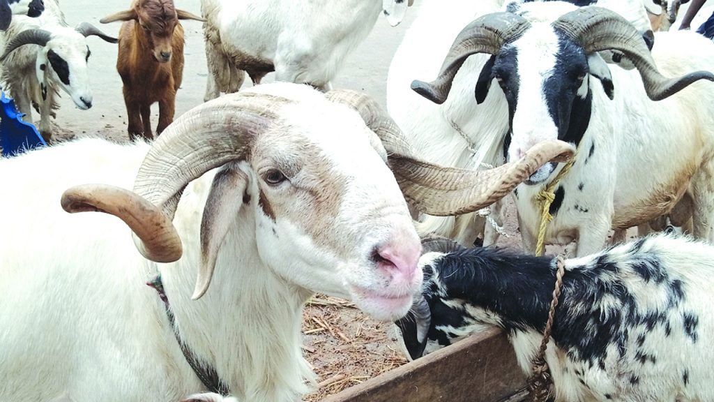 Matawalle Dashes Out Cash, Cows, Rams Worth N200m Sallah Packages